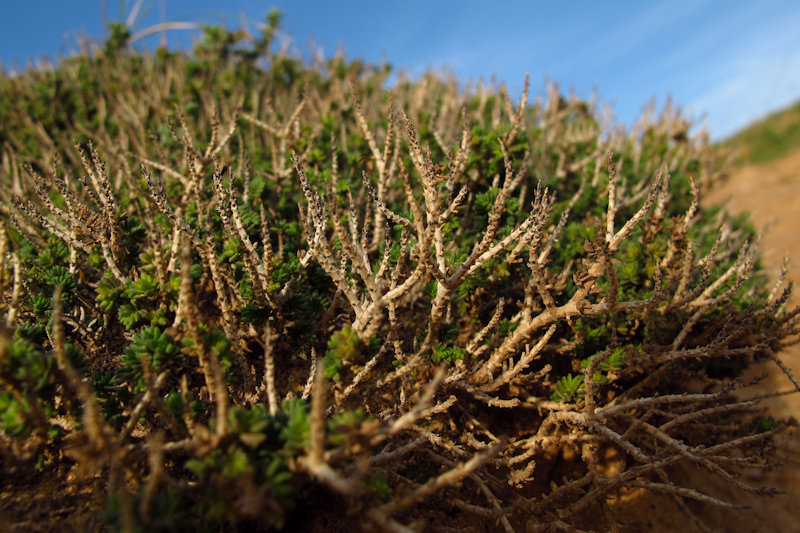 Image of Thymbra capitata specimen.