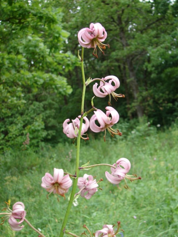 Image of Lilium martagon specimen.