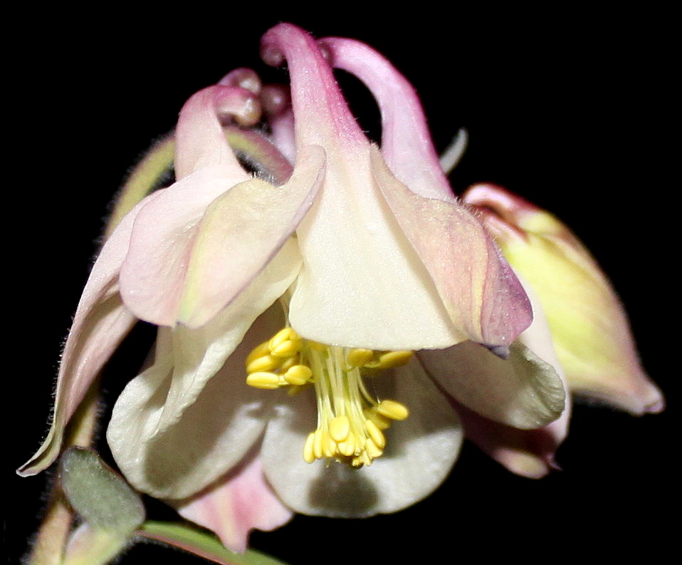 Image of genus Aquilegia specimen.