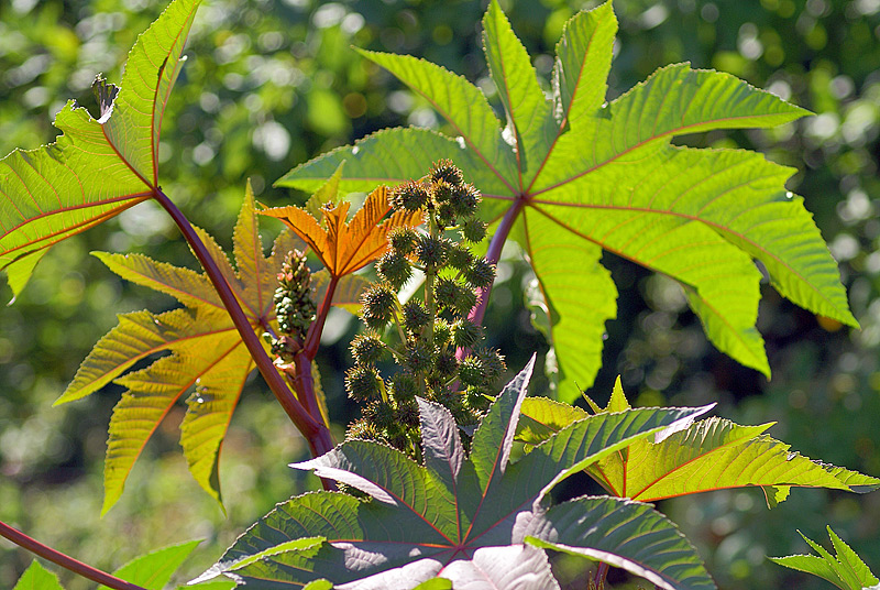 Image of Ricinus communis specimen.