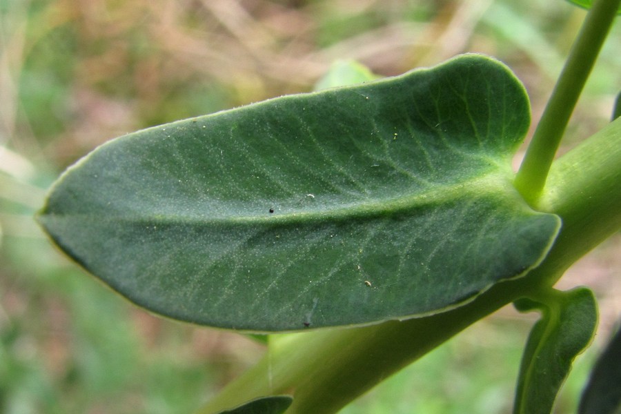 Image of Euphorbia agraria specimen.