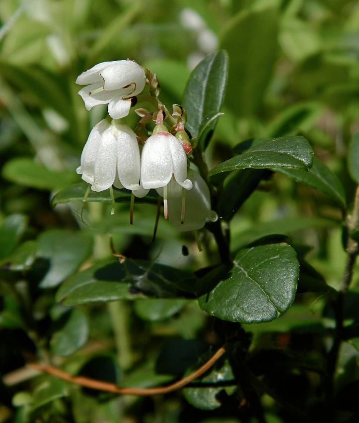 Image of Vaccinium vitis-idaea specimen.