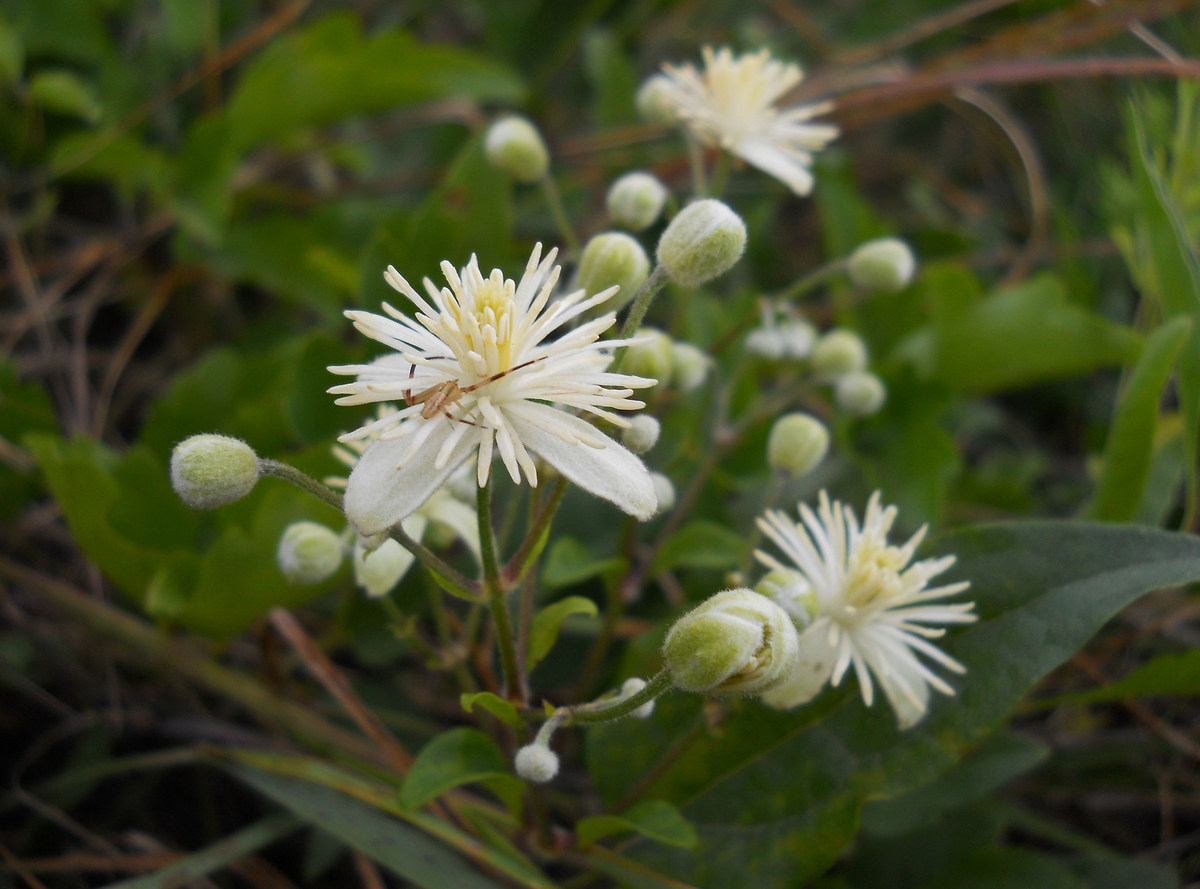 Image of Clematis vitalba specimen.