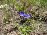 Gentiana dshimilensis