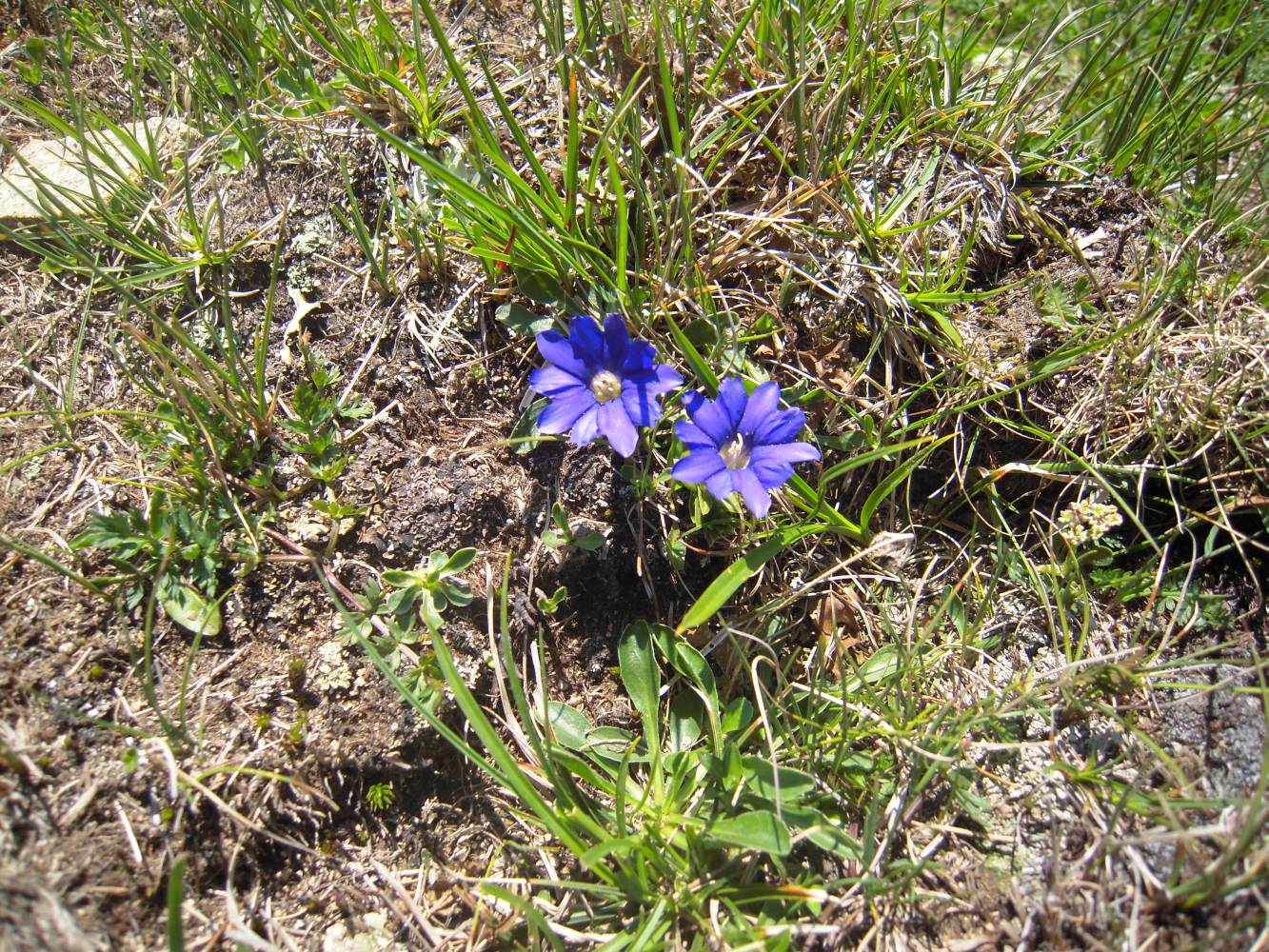 Image of Gentiana dshimilensis specimen.