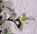 Cleome droserifolia. Цветок и листья. Израиль, Эйлатские горы. 07.06.2012.