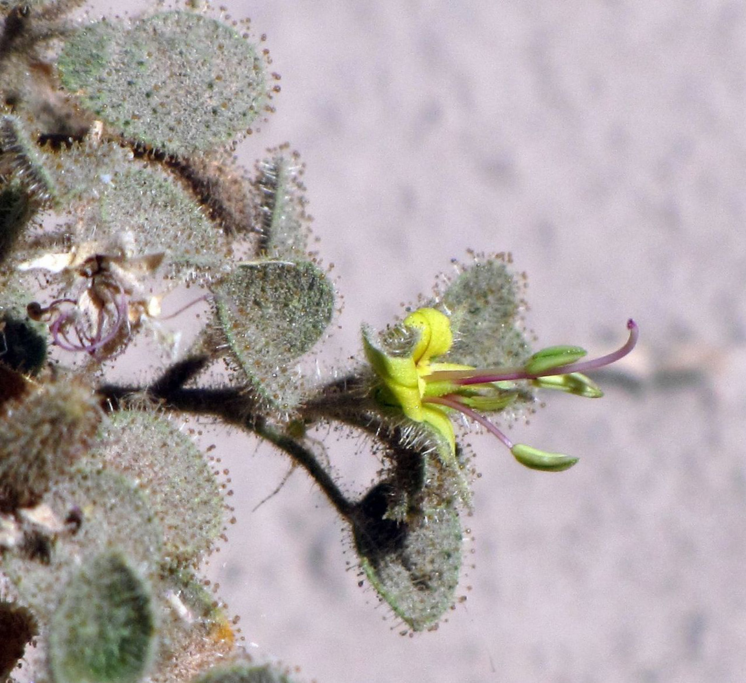 Изображение особи Cleome droserifolia.