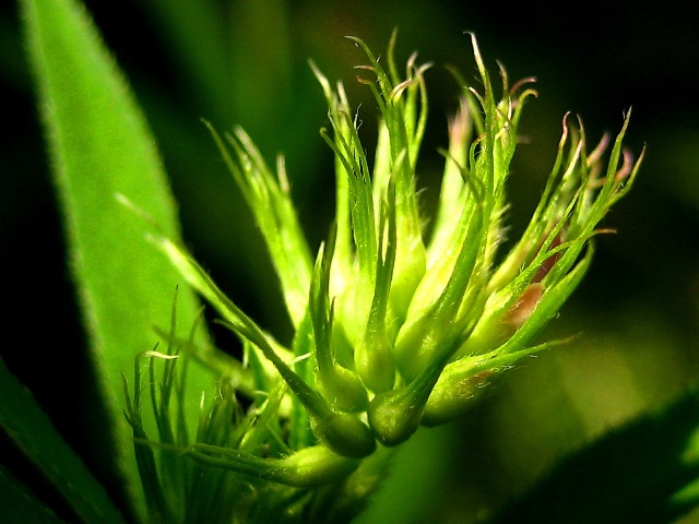 Image of Trifolium lupinaster specimen.