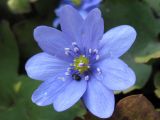 Hepatica transsilvanica