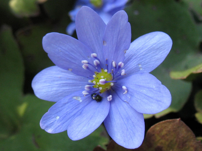 Изображение особи Hepatica transsilvanica.