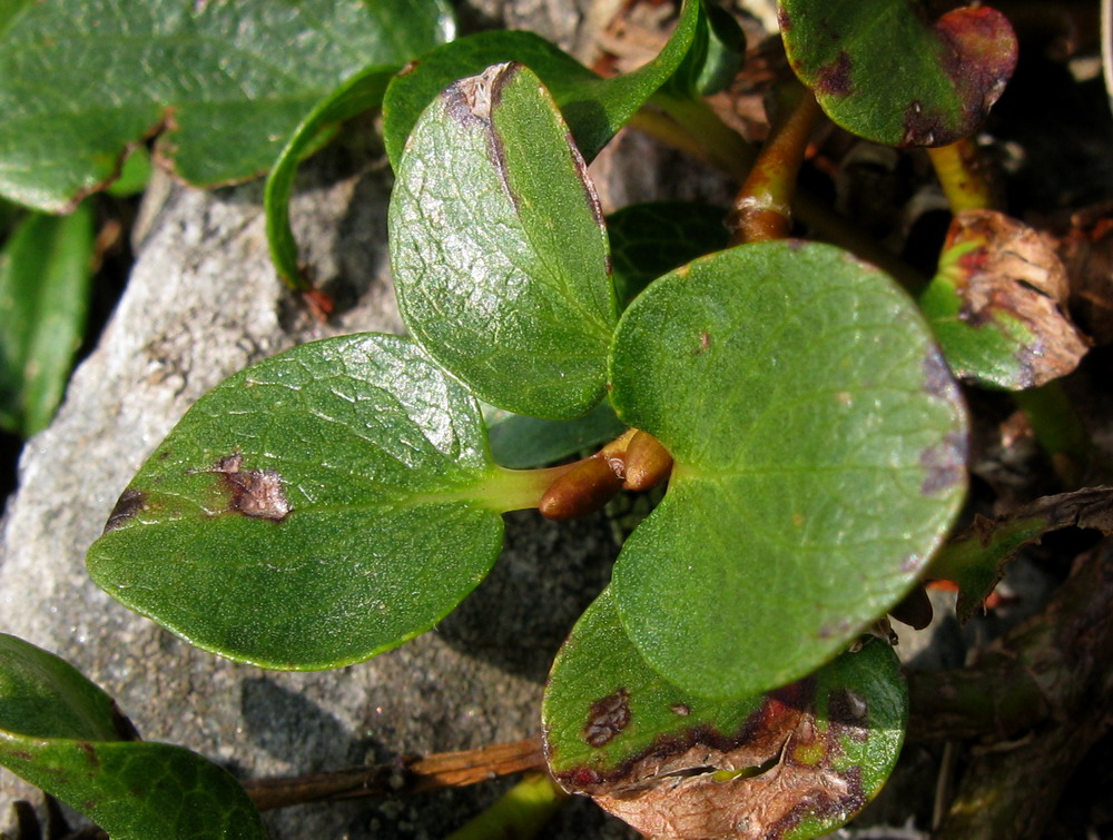 Image of Salix nummularia specimen.