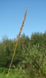 Calamagrostis neglecta