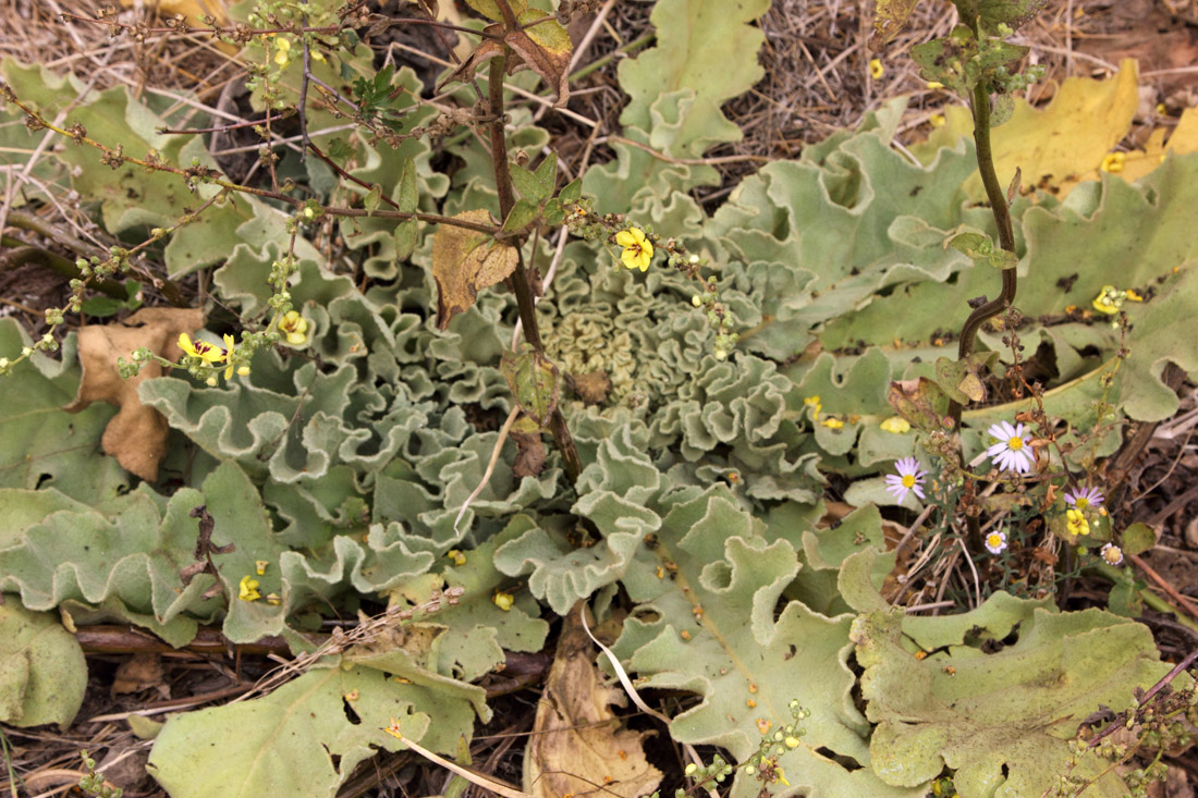 Изображение особи Verbascum sinuatum.