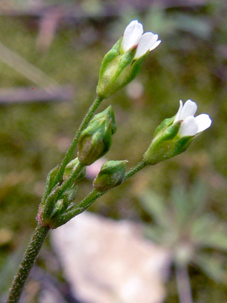 Image of Androsace septentrionalis specimen.