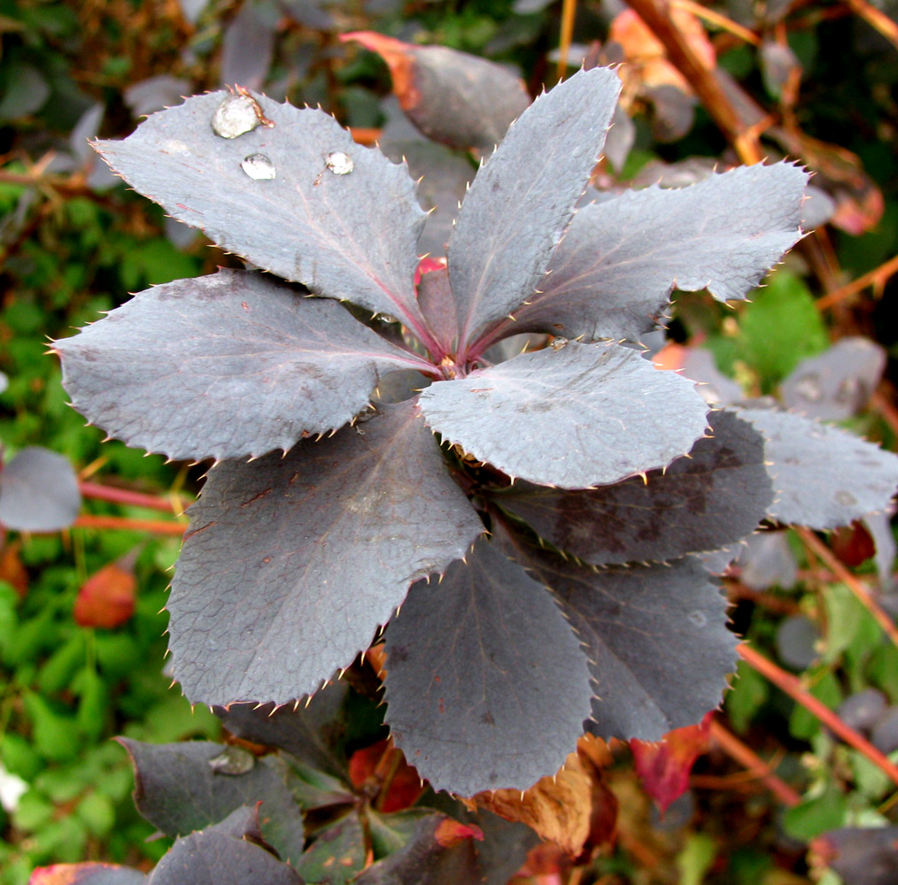 Image of Berberis vulgaris f. atropurpurea specimen.