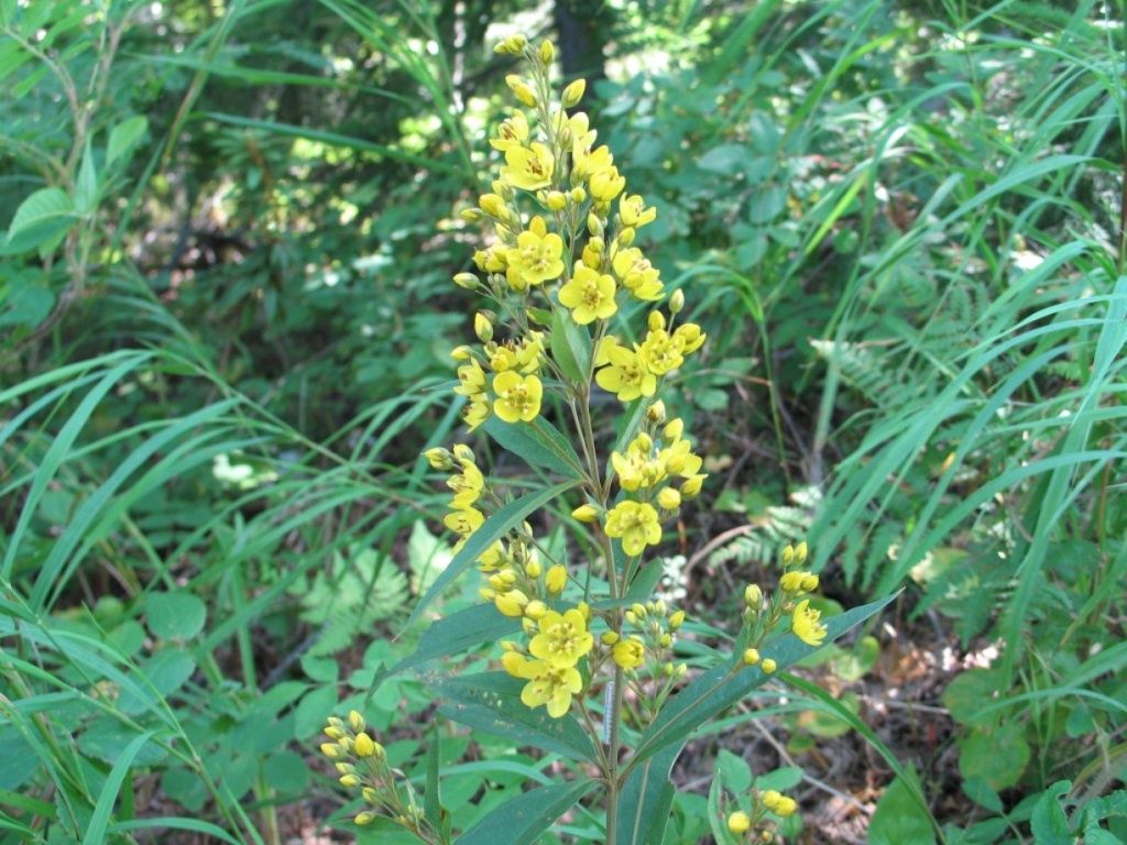 Image of Lysimachia davurica specimen.