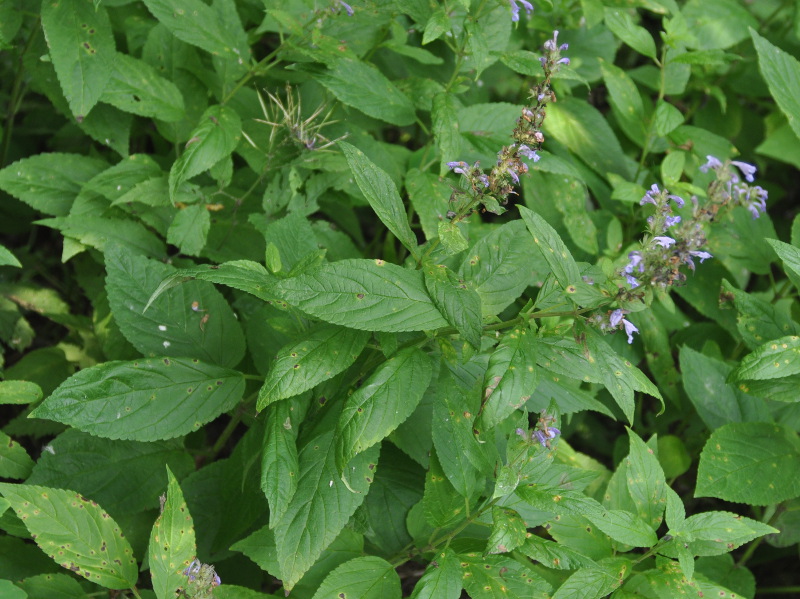 Изображение особи Nepeta manchuriensis.