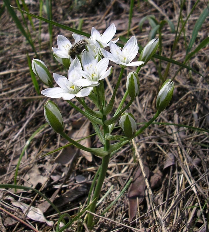 Image of genus Ornithogalum specimen.