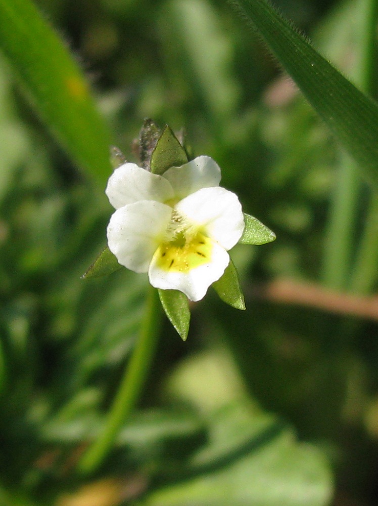 Image of Viola occulta specimen.