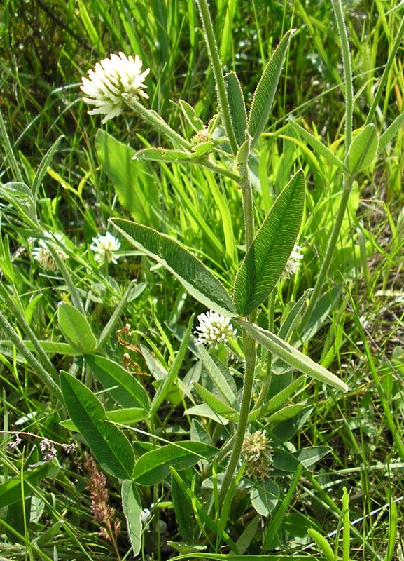 Image of Trifolium montanum specimen.