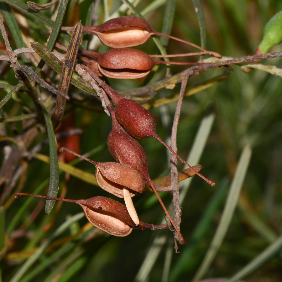 Image of genus Grevillea specimen.