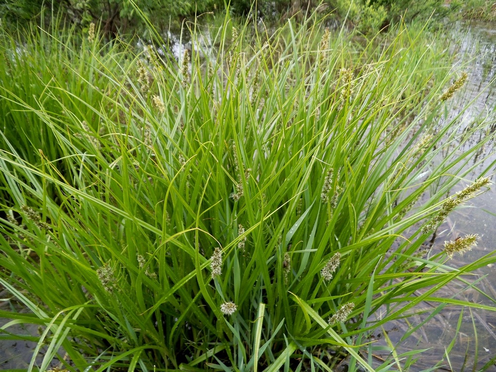 Image of Carex vulpina specimen.