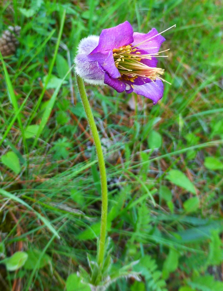 Image of Pulsatilla violacea specimen.