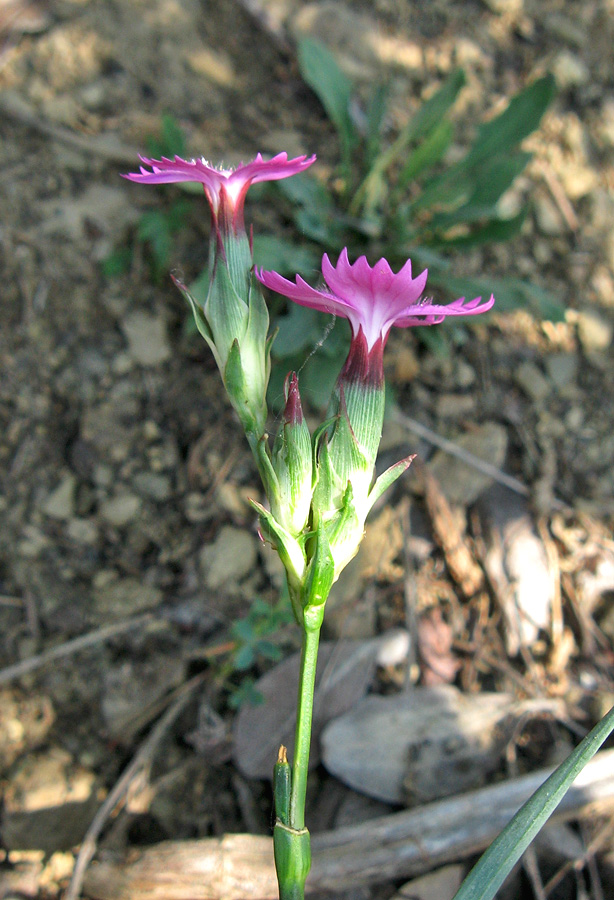 Image of Dianthus capitatus specimen.