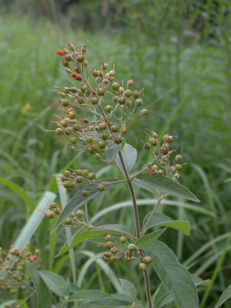 Изображение особи Lysimachia vulgaris.