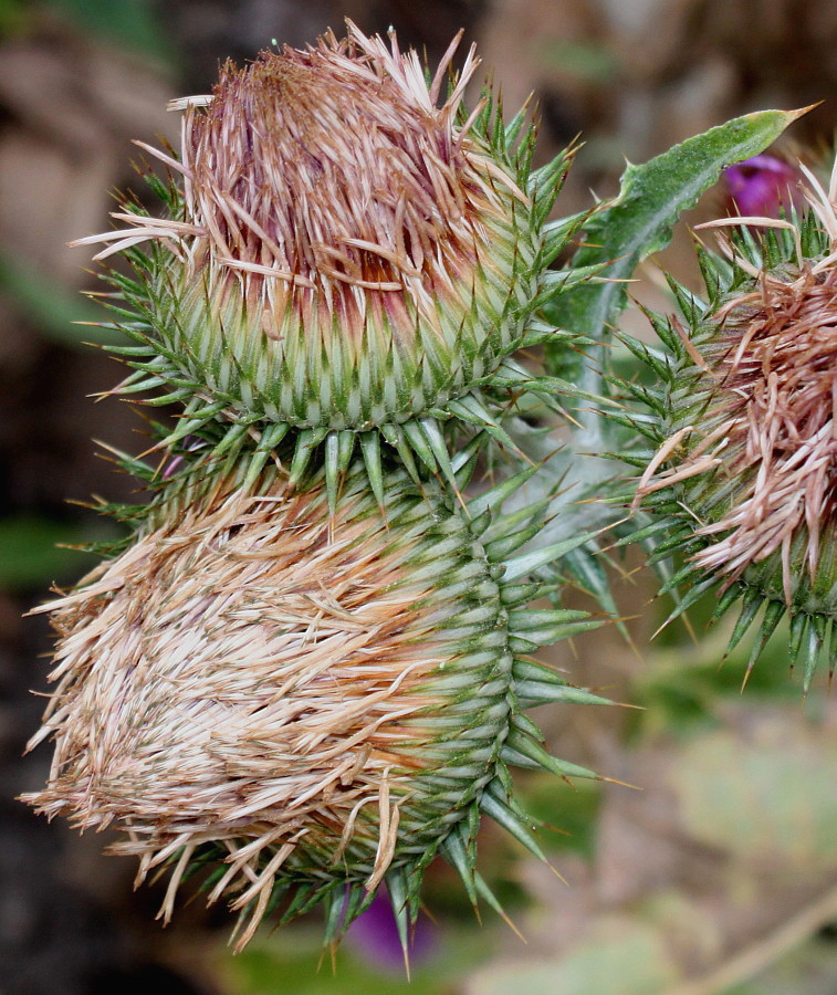 Image of Onopordum acanthium specimen.