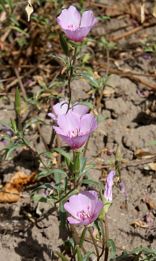 Image of Clarkia amoena specimen.