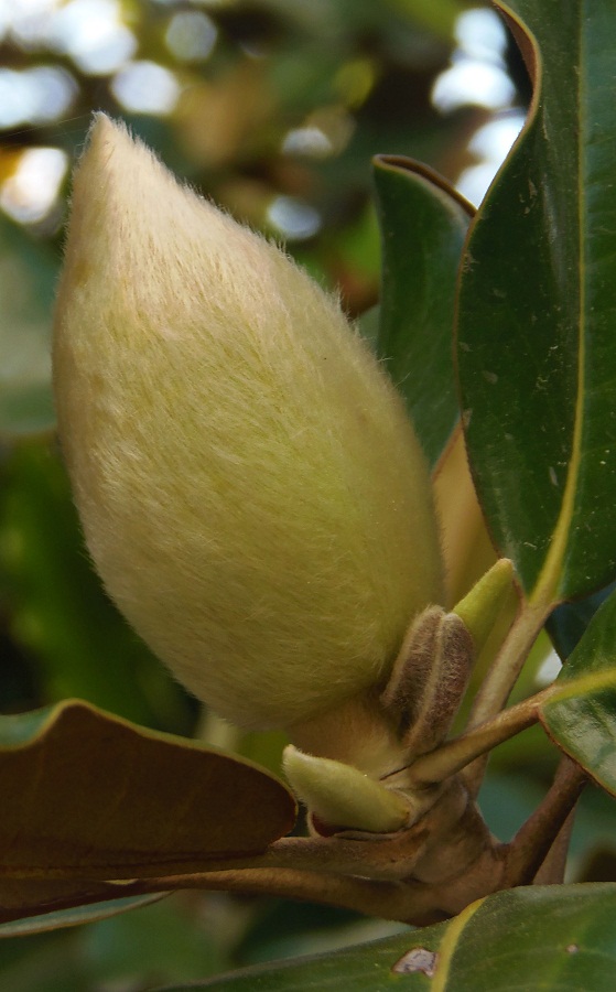 Изображение особи Magnolia grandiflora.