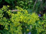 Galium verum