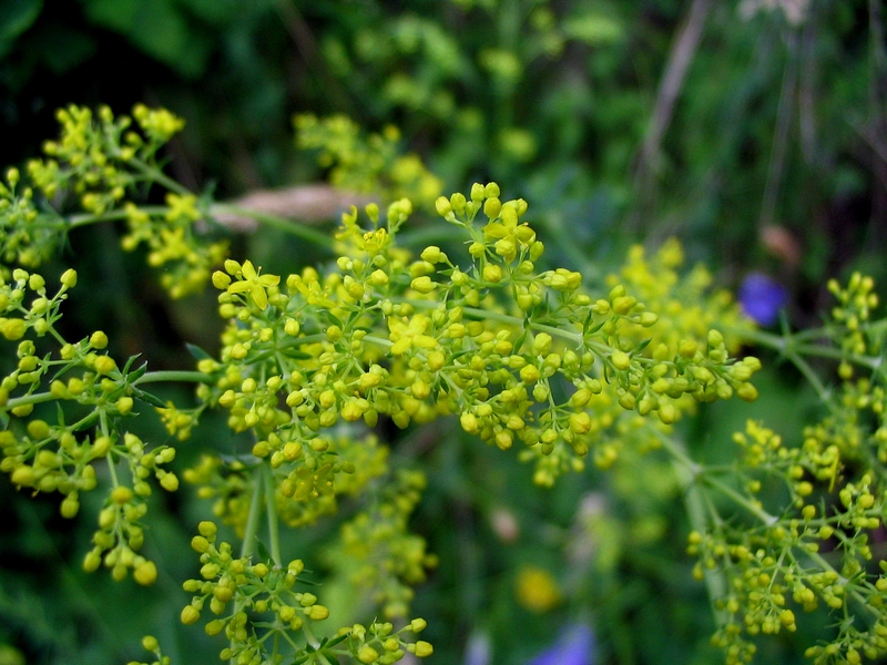 Image of Galium verum specimen.