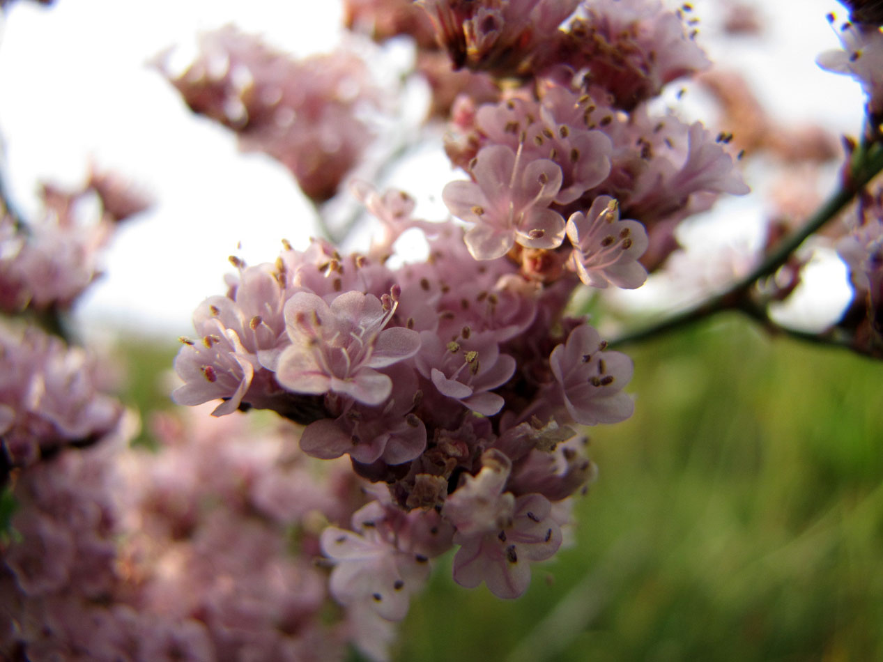 Image of Limonium gmelinii specimen.