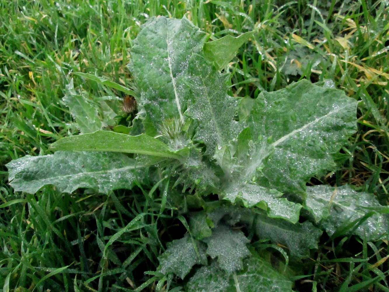 Image of Onopordum acanthium specimen.