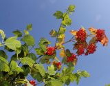 genus Viburnum