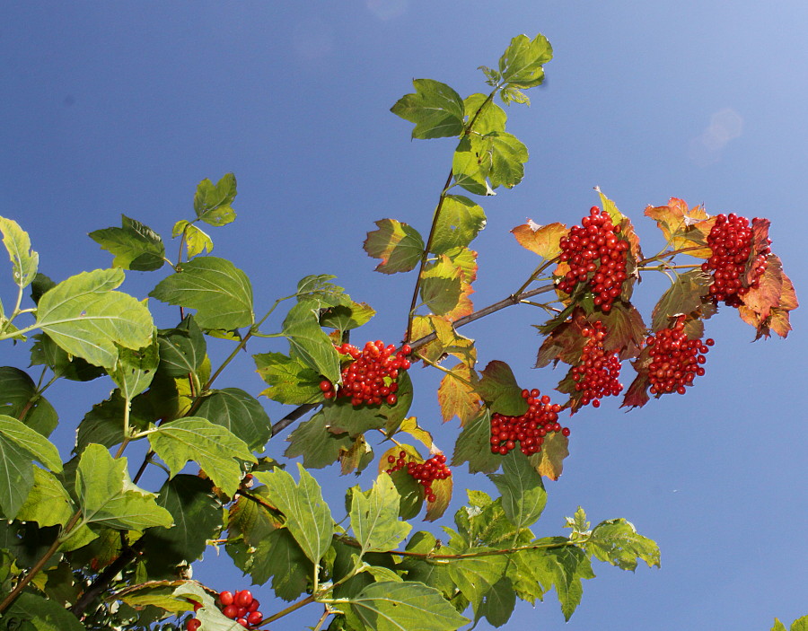 Image of genus Viburnum specimen.