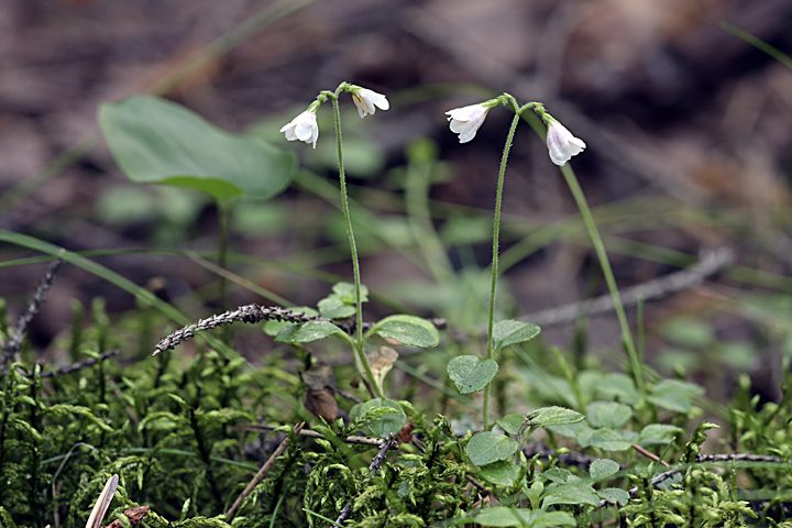 Image of Linnaea borealis specimen.