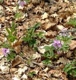 Cardamine quinquefolia. Верхушка расцветающего растения. Крым, окр. с. Лучистое, тропа к водопаду Джурла. 01.05.2007.