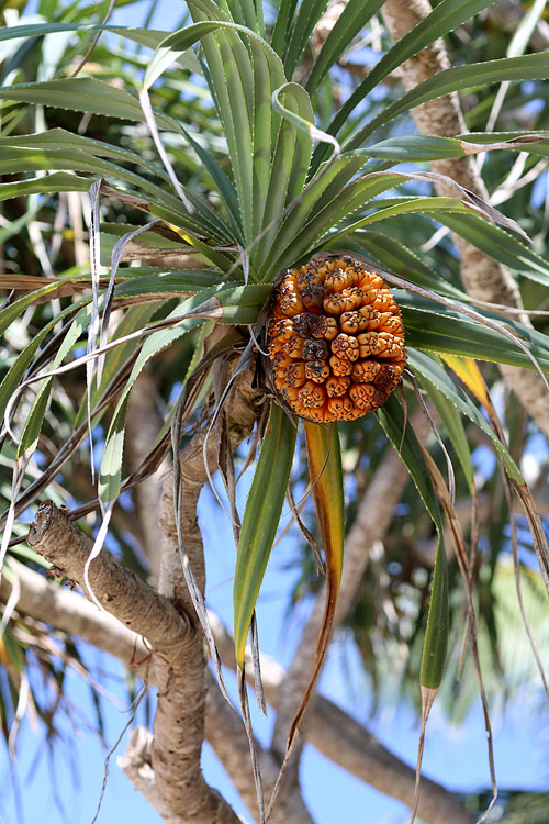 Изображение особи Pandanus tectorius.