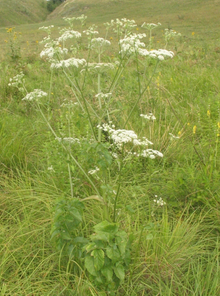 Image of Ostericum palustre specimen.