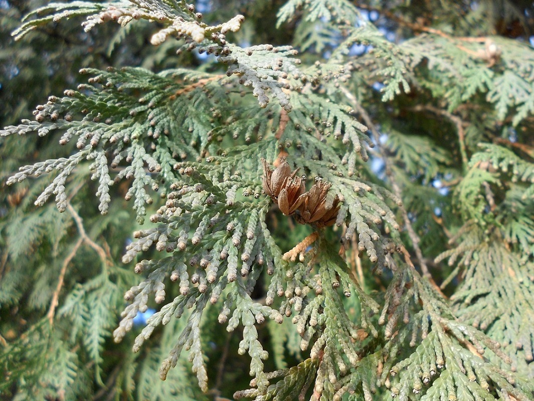 Image of Thuja occidentalis specimen.