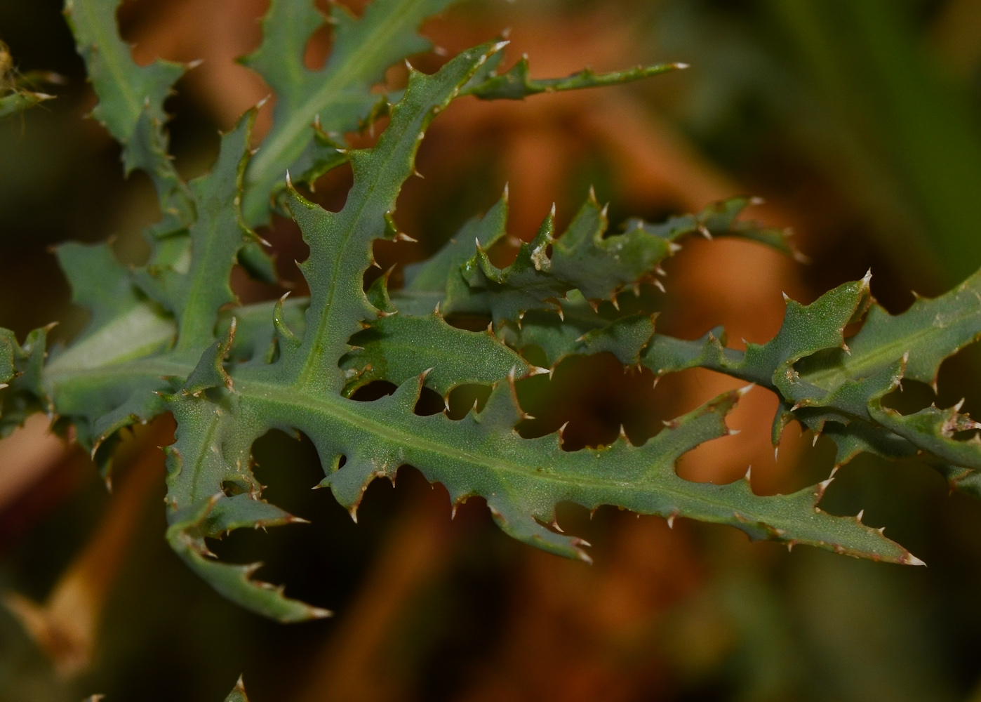 Image of Launaea mucronata specimen.