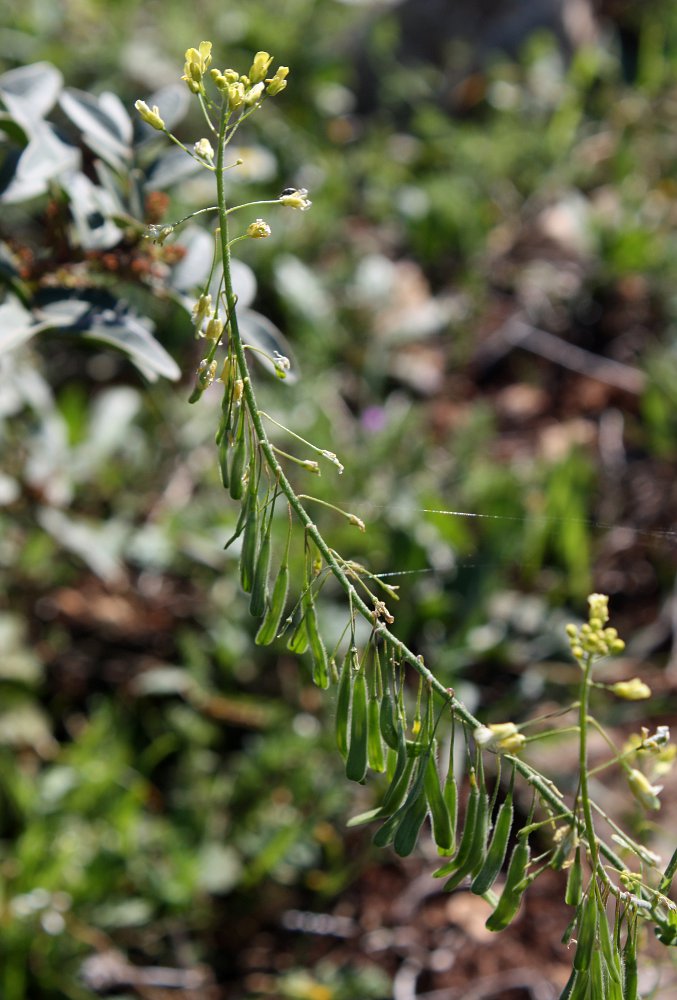 Image of Isatis lusitanica specimen.