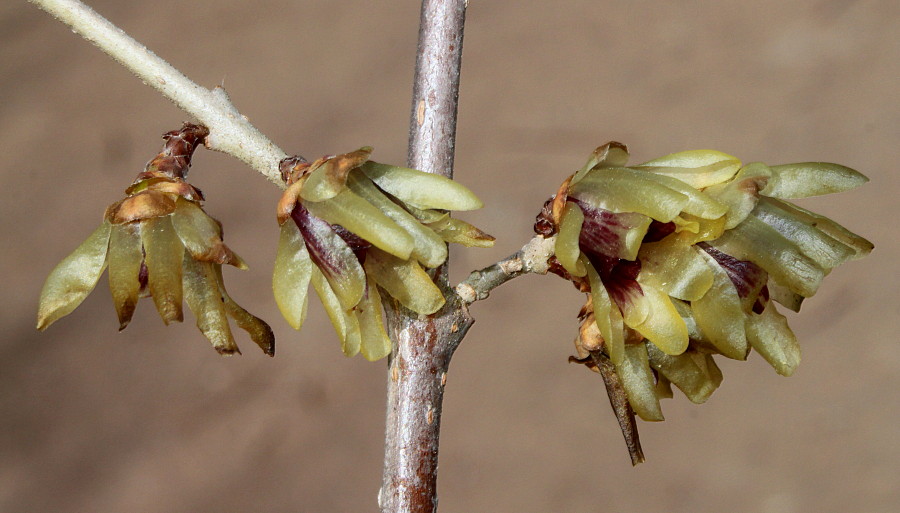 Изображение особи Chimonanthus praecox.