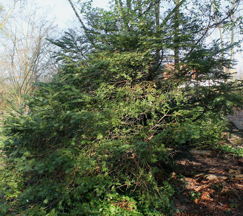 Image of Cephalotaxus harringtonia specimen.