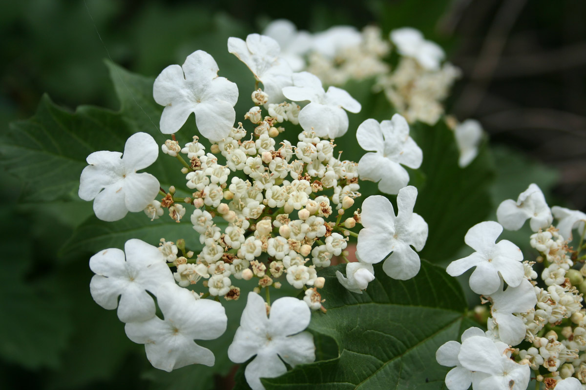 Изображение особи Viburnum opulus.