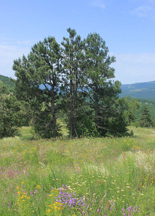 Image of Pinus pallasiana specimen.