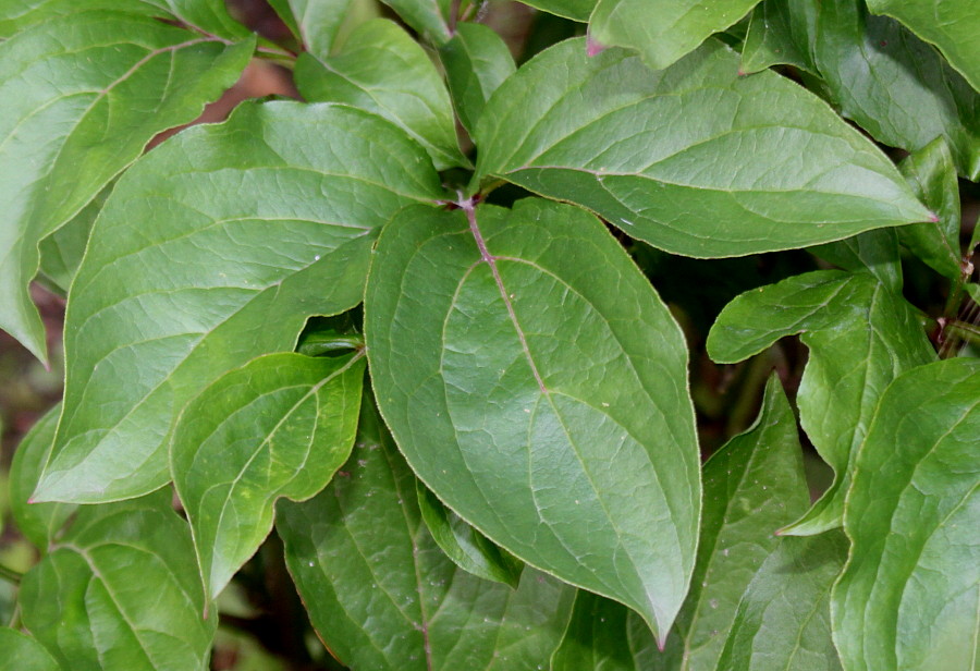 Image of Paeonia lactiflora specimen.